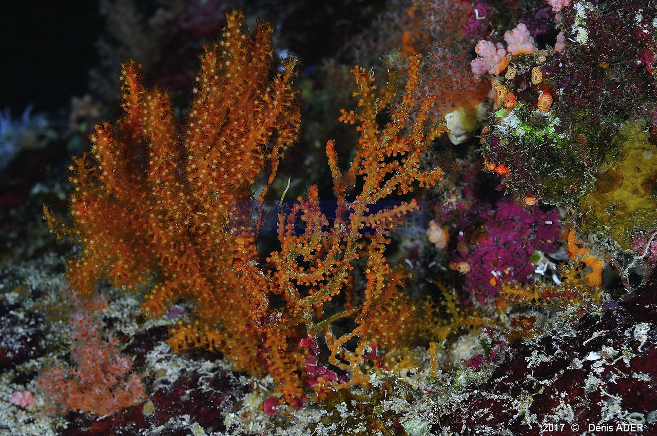 Bebryce sulphurea-Safaga Panomara Reef N-17m-20171123-Denis-ADER-DSC_3608_tn.jpg